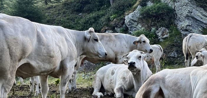 Fiera di Primavera a Mondovì: laboratori per bambini e focus