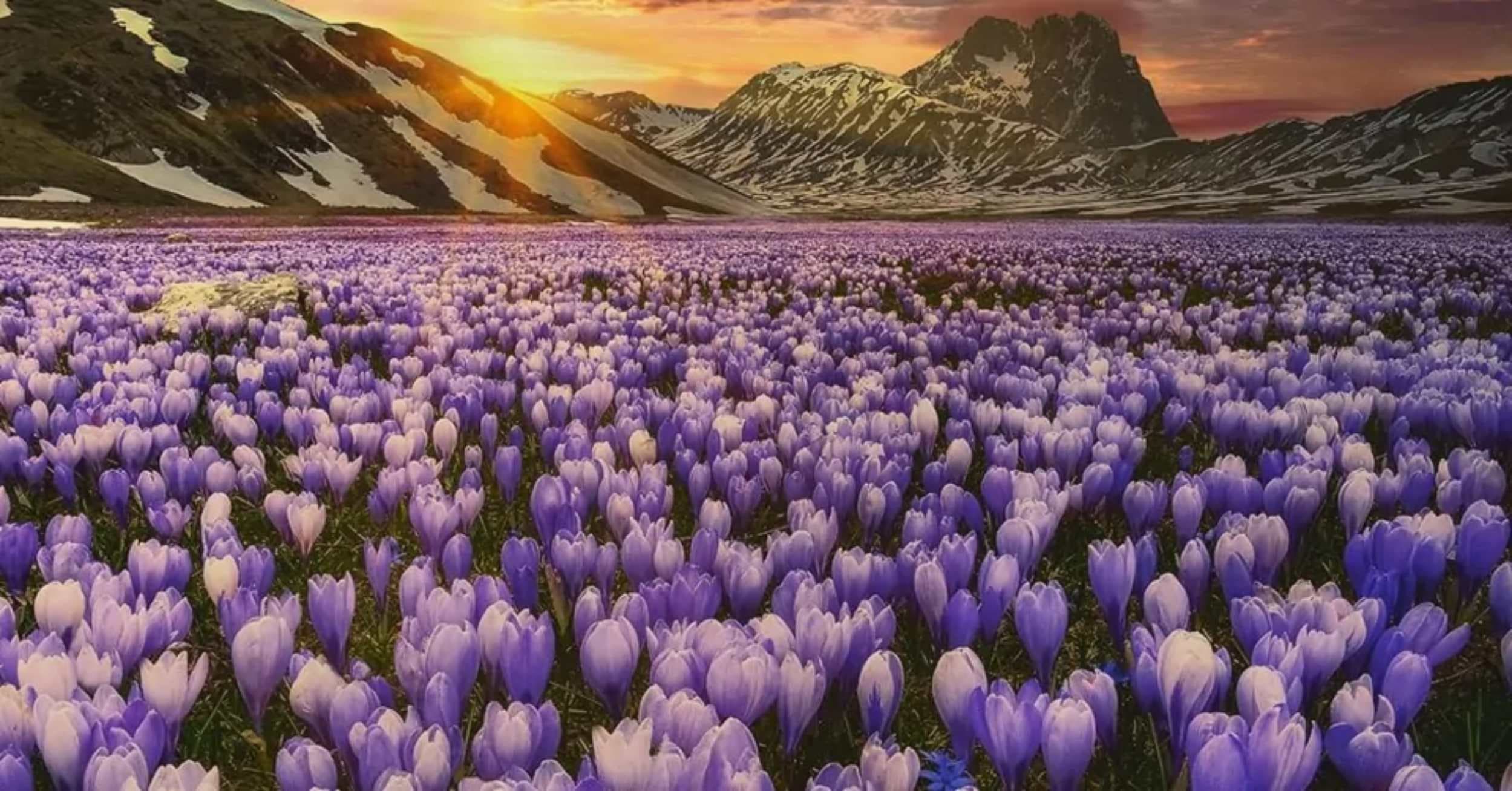 Fioriture in Abruzzo 2026: dove vederle e consigli pratici