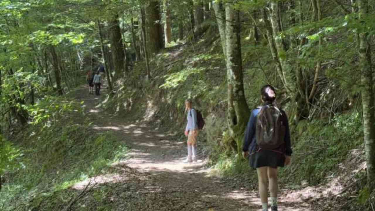 Forest Bathing nelle Foreste Casentinesi: immersioni in natura dal 1 al