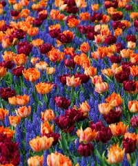 Giardini del Volturno: Mostra mercato di piante e fiori – Festival del