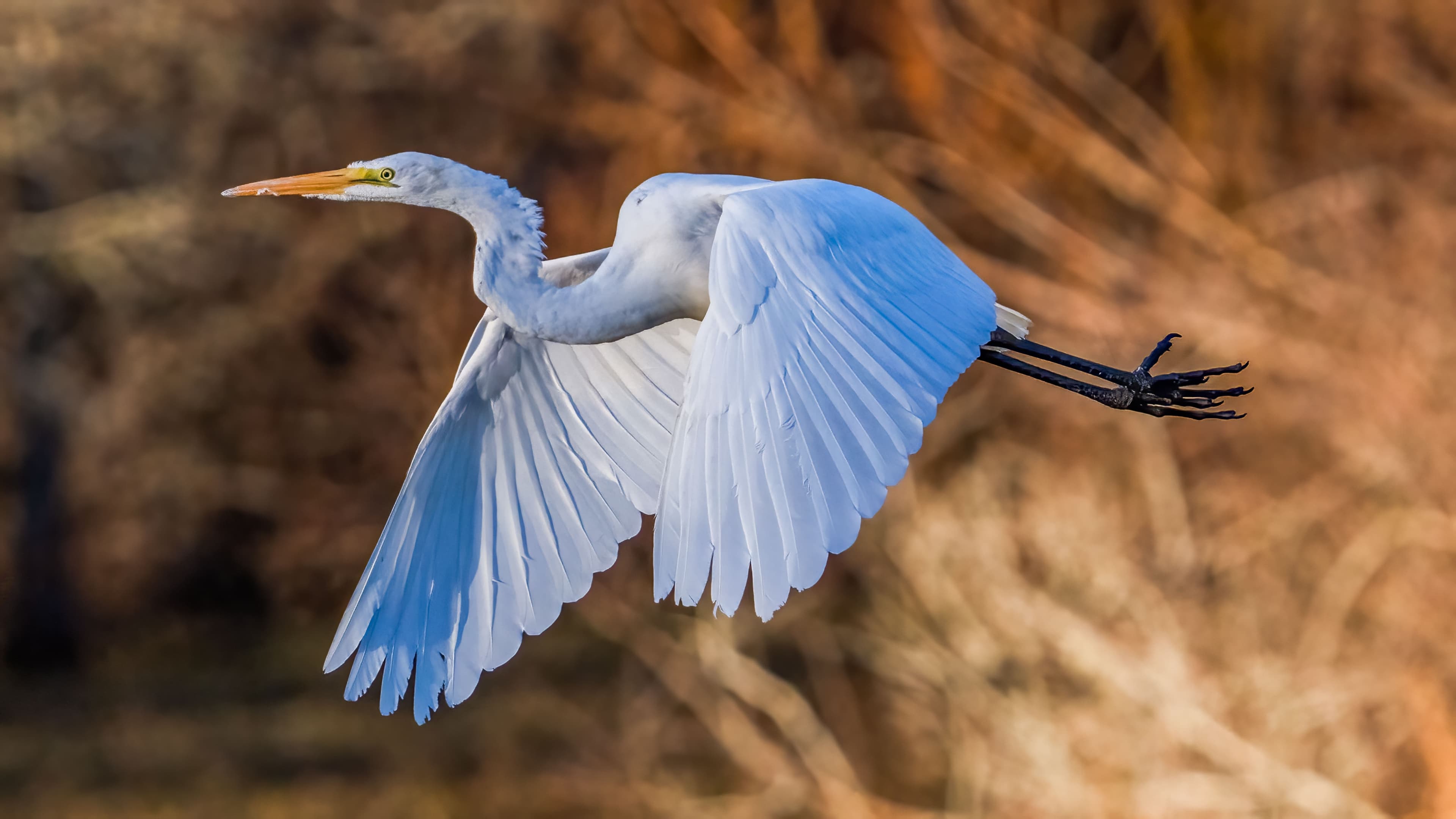 Inaugurazione del nuovo Centro Visite — Oasi WWF Lago di Alviano (21 aprile)