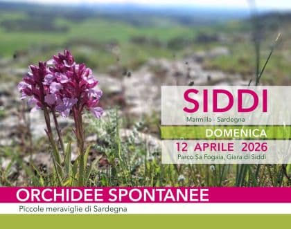 Orchidee spontanee a Siddi: escursione guidata sulla Giara