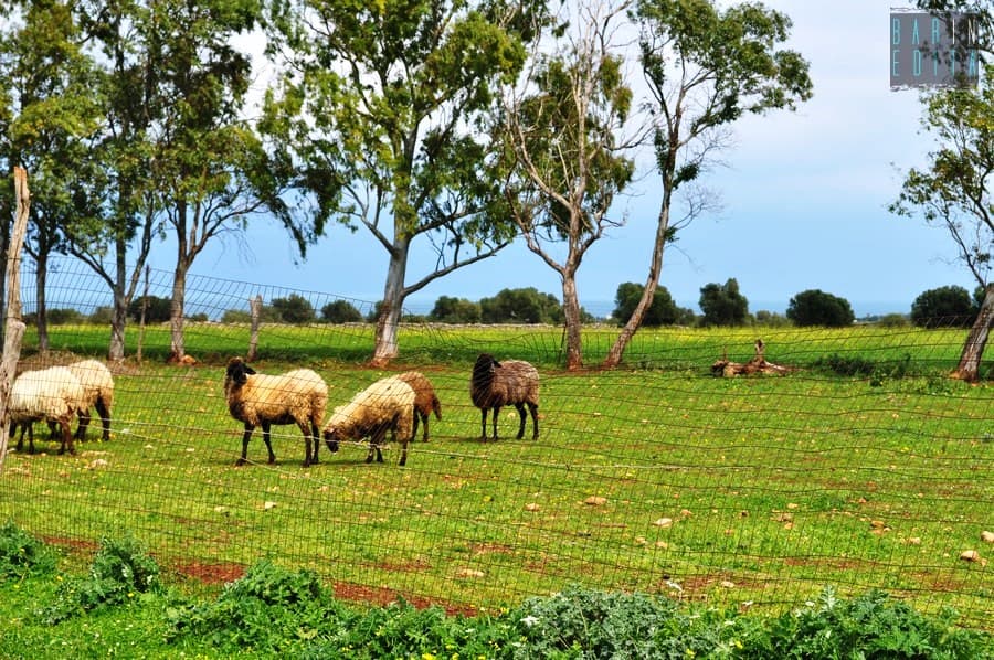 Ostuni: progetto di resort con campo da golf nel Parco delle Dune