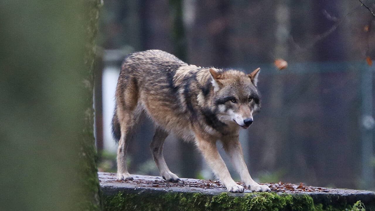 Presenze Silenziose: mostra sui Grandi Carnivori a Lecce (17-19 aprile)